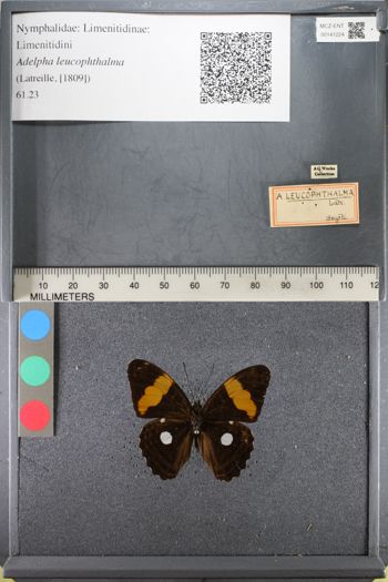 Media type: image;   Entomology 141224